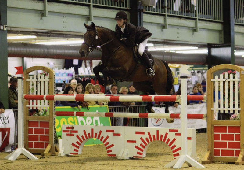 Showjumping Stallions